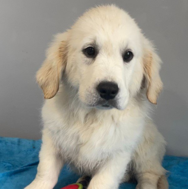 Emmett - Golden Retriever Rüde