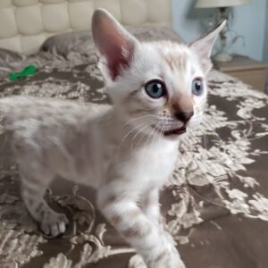 Fenzy - Bengal Katerchen (männlich)