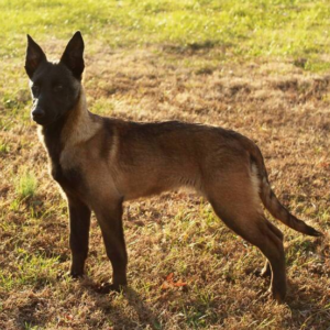Freedom - Weiblicher Malinois Welpe