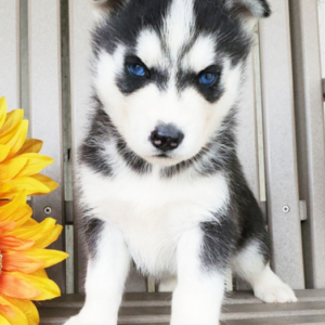 Frosty - Siberian Husky Rüdenwelpe