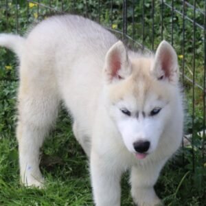 Gabriel - Siberian Husky Rüdenwelpe