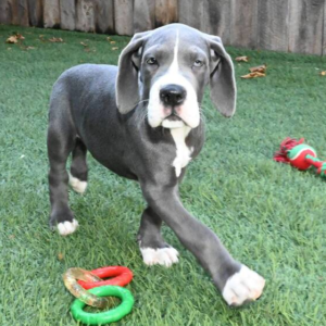 Garret - Dalmatiner Rüdenwelpe