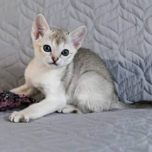 Gavi - Singapura Kater Kitten