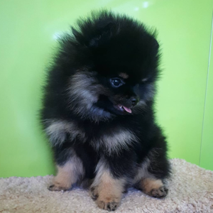 Goodwin - Pomeranian (Zwergspitz) Rüdenwelpe