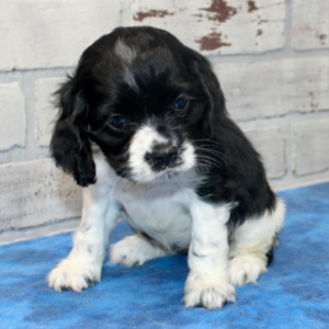 Harriet - Cocker Spaniel Hündin