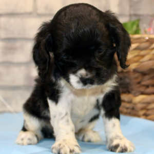 Harry - Cocker Spaniel Rüdenwelpe