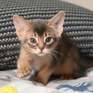 Imara - Abessinier Katzenwelpe (Weiblich)