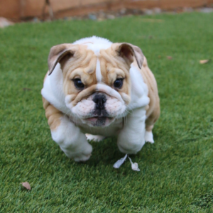 Iris - Englische Bulldogge Hündin