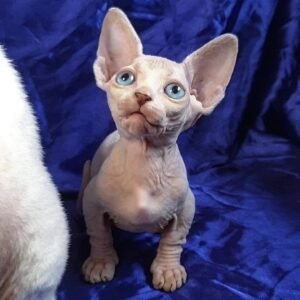 Ivy - Sphynx Katzenwelpe (Weiblich)