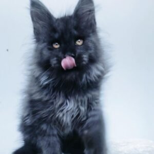 John - Maine Coon Kater