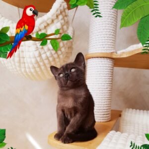 Jack - Burma Kätzchen (Burmese Kitten) – Männlich
