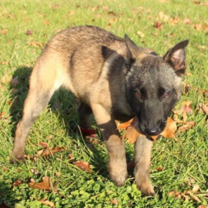 Jama - Weiblicher Malinois Welpe