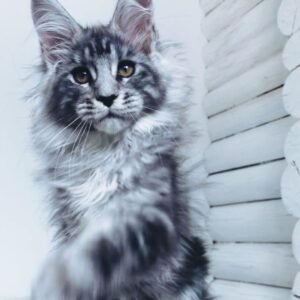 Jane - Maine Coon Kätzin