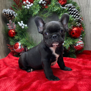Jason - Französische Bulldogge Rüde
