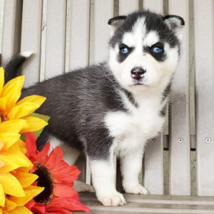 Jenna - Siberian Husky Hündin