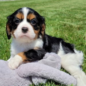 Jethro - Cavalier King Charles Spaniel Rüdenwelpe
