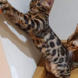 Jidor - Bengal Katerchen (männlich)