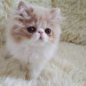 London - Männliches Perserkätzchen (Black Smoke)