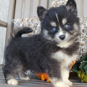 June - Pomsky Hündin