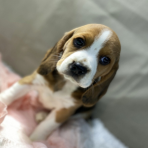 Kayla - Beagle Hündin