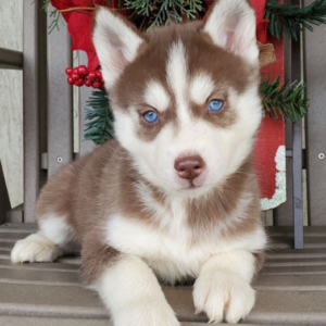 Kayleen - Siberian Husky Hündin