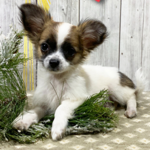 Kyler - Chihuahua Rüde