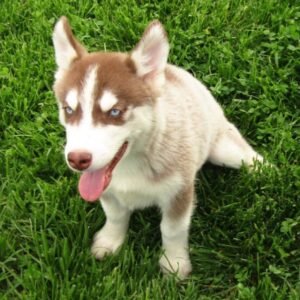 Lil Bear - Siberian Husky Rüdenwelpe