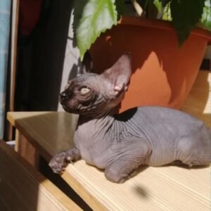 Latto - Sphynx Kater