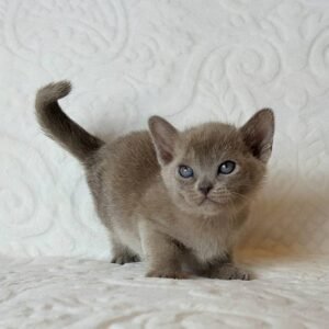 Leila - Burma Kätzchen (Burmese Kitten) – Weiblich