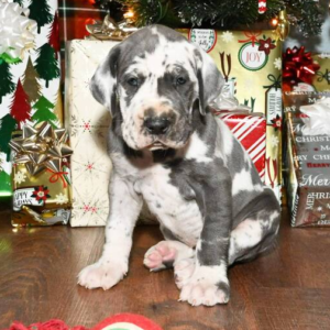 Lexi - Dalmatiner Hündin