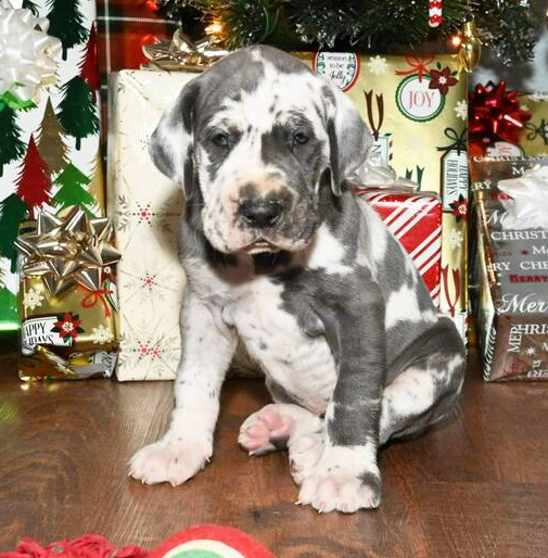 Lexi - Dalmatiner Hündin