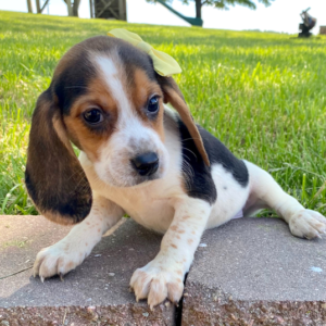 Leyla - Beagle Hündin