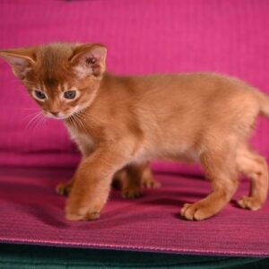 Limo - Abessinier Kater