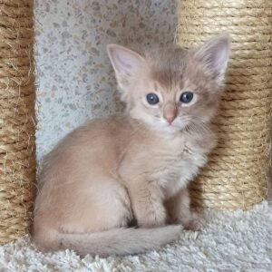 Ollie - Männliches Somali Kätzchen