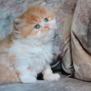 Lio - Britisch Kurzhaar Kater