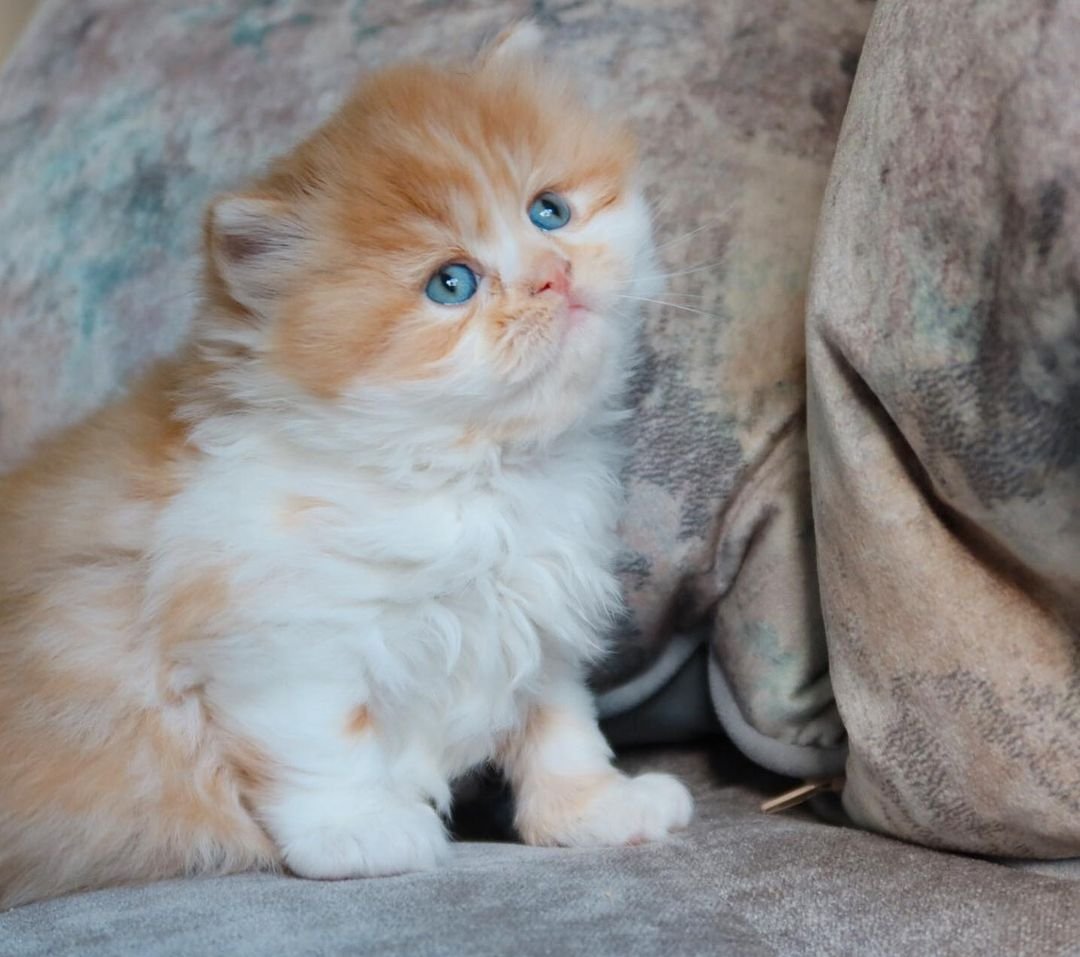 Lio - Britisch Kurzhaar Kater