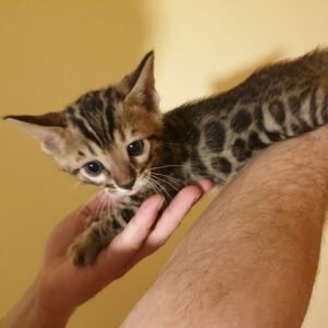 Lio - Bengal Katerchen (männlich)