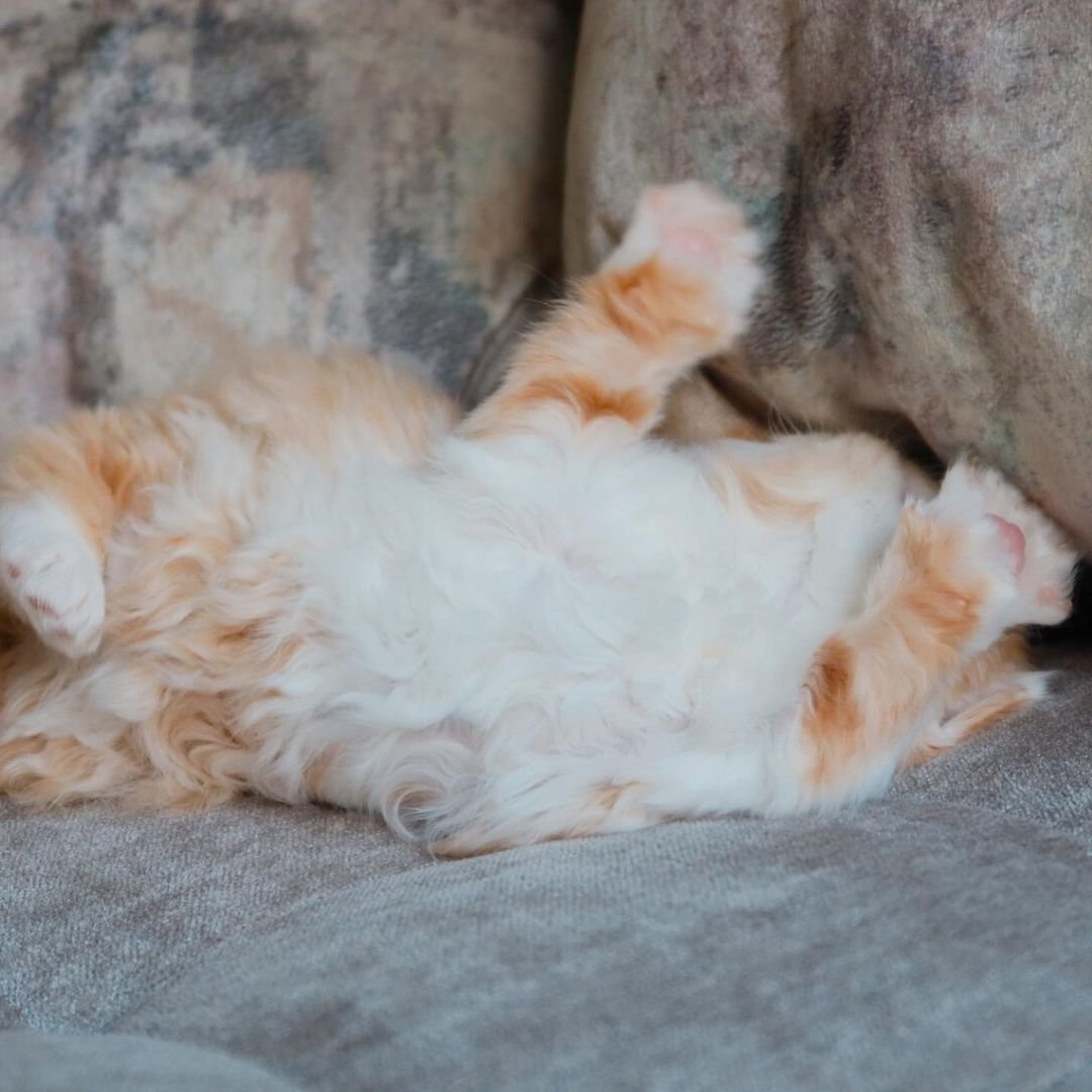 Lio - Britisch Kurzhaar Kater - Image 2