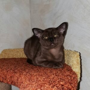 Locki - Burma Kätzchen (Burmese Kitten) – Männlich