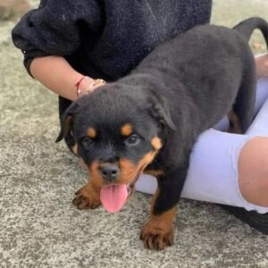 Klara - Rottweiler Hündin