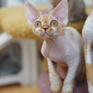 MARK – Devon Rex Kätzchen (männlich)