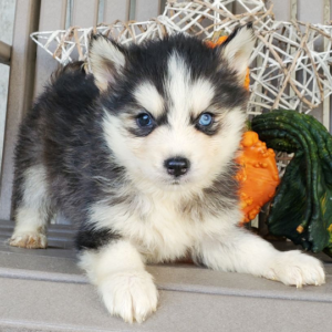 Marky - Pomsky Rüde