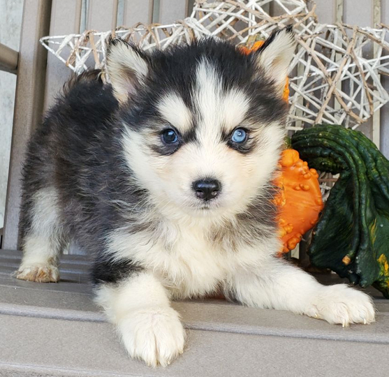 Marky - Pomsky Rüde