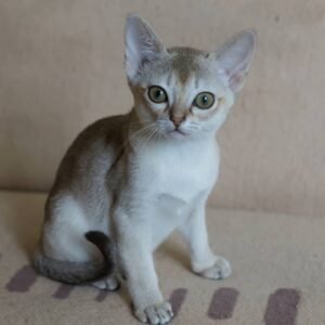 Marley - Singapura Kätzin Weibchen