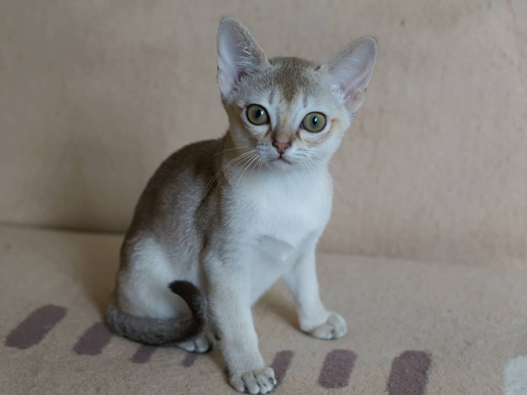 Marley - Singapura Kätzin Weibchen