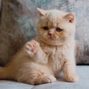 Max - Britisch Kurzhaar Kater