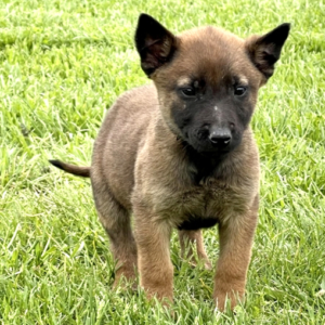 Max - Männlicher Malinois Welpe