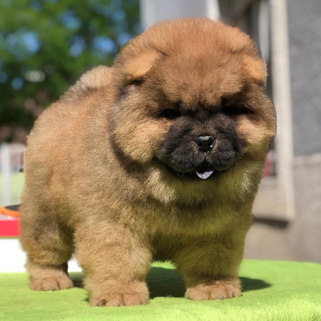 Max - Chow Chow Rüdenwelpe