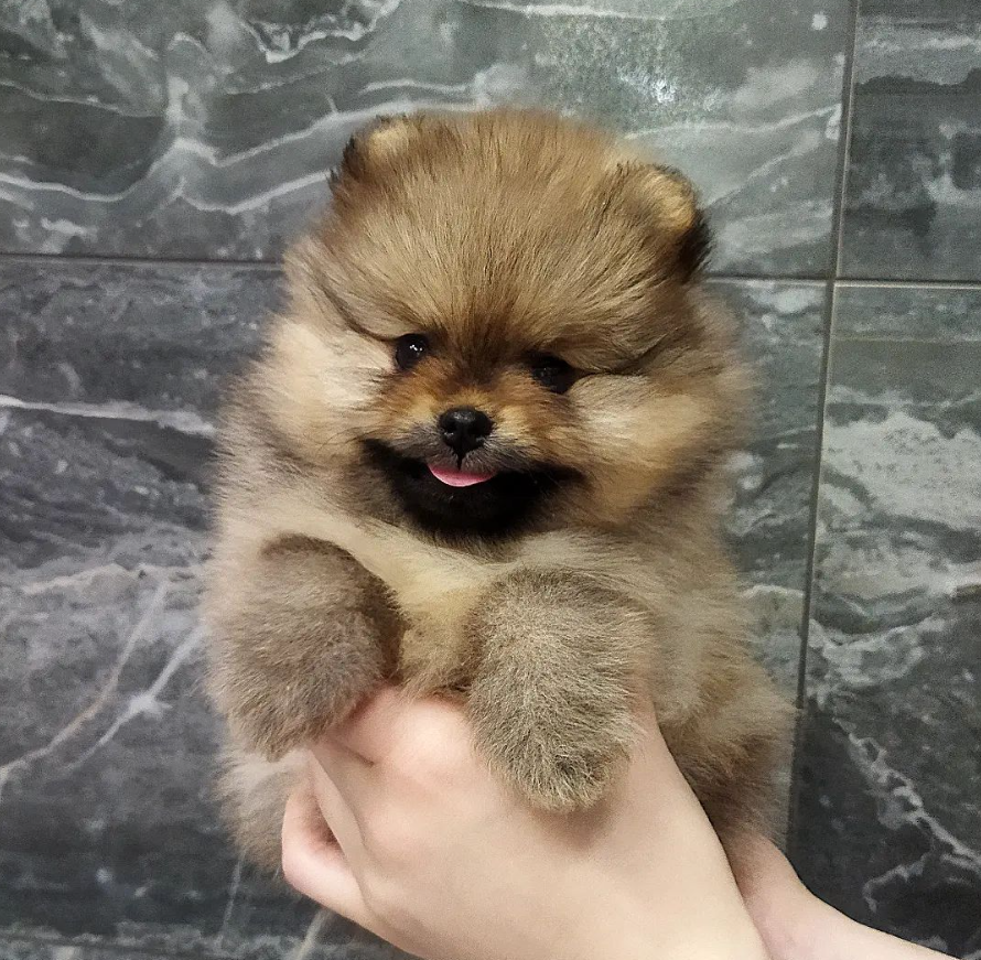 Max - Pomeranian (Zwergspitz) Rüdenwelpe