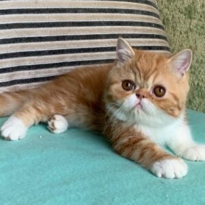 Mich - Männliches Perserkätzchen (White)